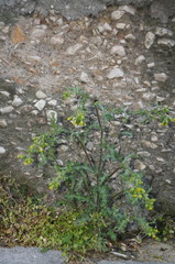 Senecio vulgaris