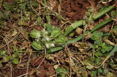 Ornithogalum refractum