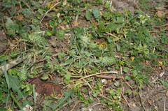 Ceratocephala falcata