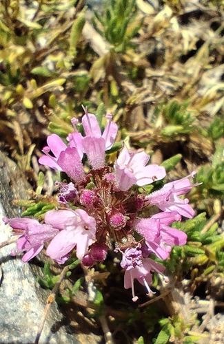 Thymus serpylloides
