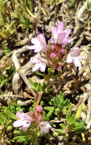Thymus serpylloides, photograph 2