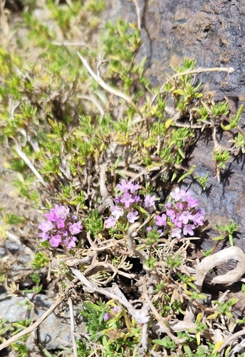 Thymus serpylloides, photograph 3