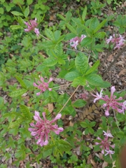 Rhododendron prinophyllum