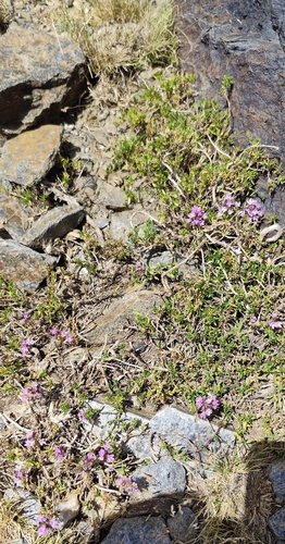 Thymus serpylloides, photograph 4