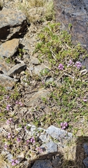 (c) Santiago Martín-Bravo, some rights reserved (CC BY) Thymus serpylloides, photograph (c) Santiago Martín-Bravo, some rights reserved (CC BY)