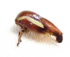 Ophiderma flavicephala
