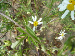 Heliothela wulfeniana
