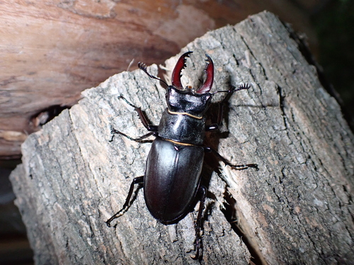 Lucanus cervus turcicus