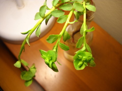 Euphorbia crenulata