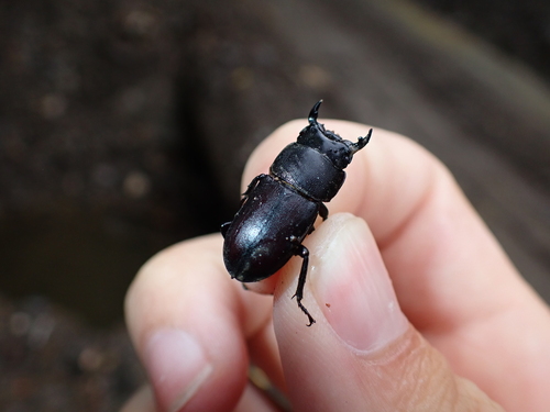 Lesser Stag Beetle