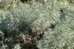 Artemisia arborescens, photograph (c) Christopher Stephens, some rights reserved (CC BY-SA)