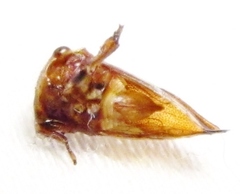 Ophiderma flavicephala