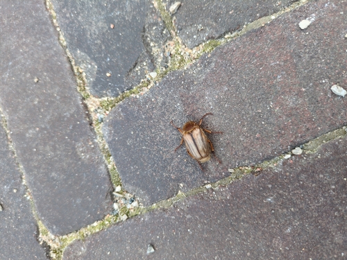 Summer Chafer