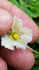 Lycianthes asarifolia