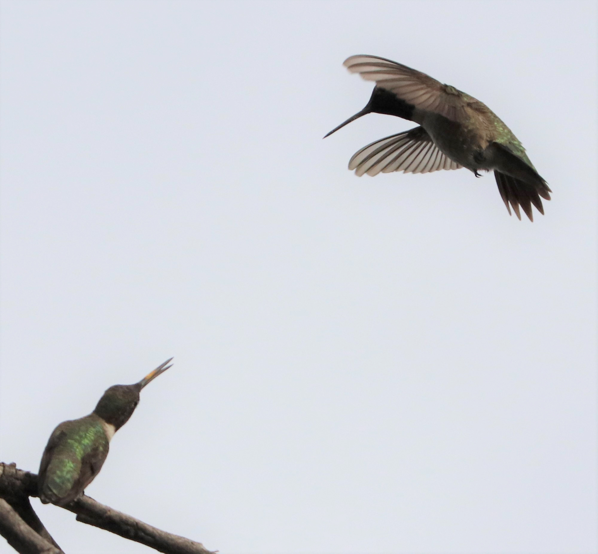 Black-chinned Hummingbird illustration