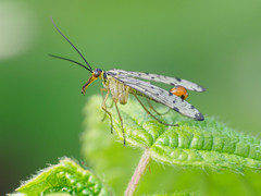 Panorpa germanica