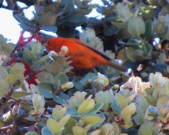 Loxops coccineus