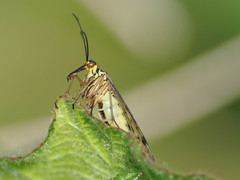 Panorpa germanica