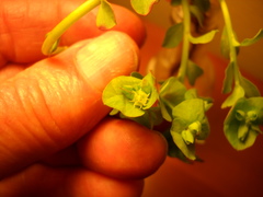 Euphorbia crenulata