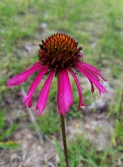 Echinacea paradoxa neglecta