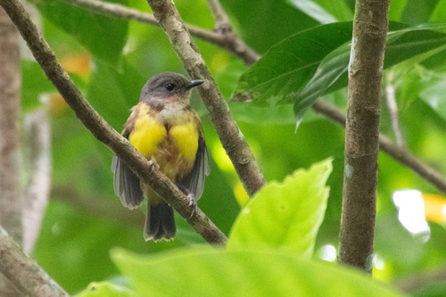Samoan Whistler (Pachycephala flavifrons)