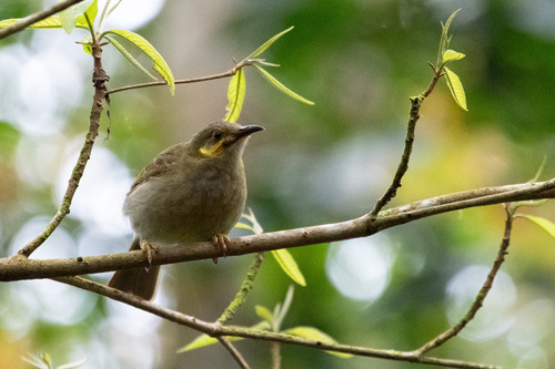 Polynesian Wattled Honeyeater (Foulehaio carunculatus)