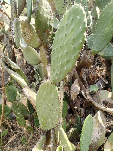 Indian fig opuntia