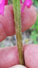 Echinacea paradoxa neglecta