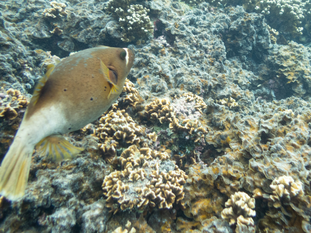 Blackspotted puffer