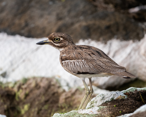 iNaturalist image