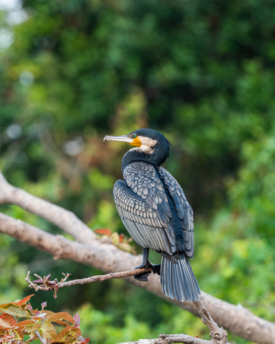 Great Cormorant