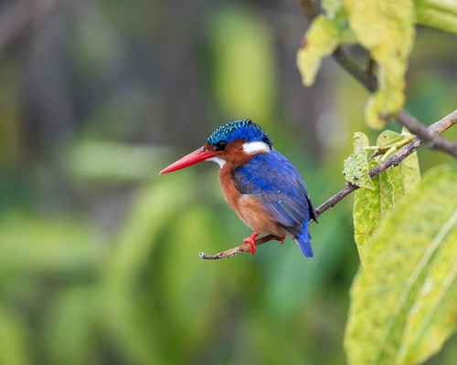 iNaturalist image