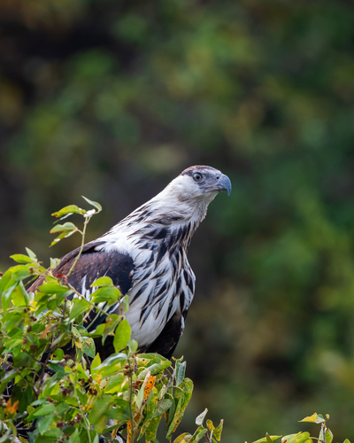 African Fish-Eagle