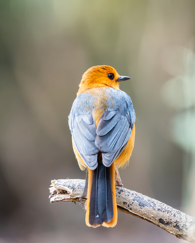 Red-capped Robin-Chat