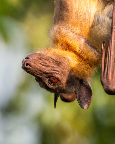 Straw-coloured Fruit Bat