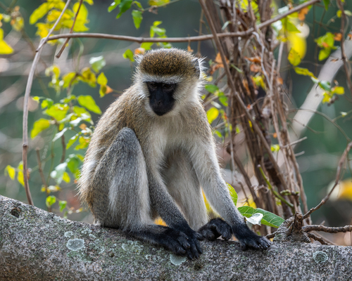 Eastern Vervet Monkey