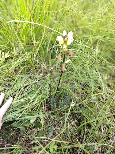 Moor-King Lousewort