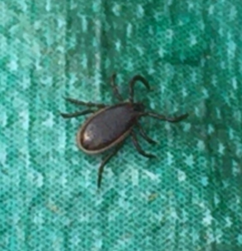 Eastern Black-legged Tick