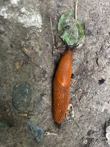 Spanish Slug