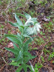 Lithospermum bejariense