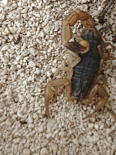 Chinese Scorpion