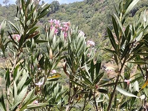 oleander