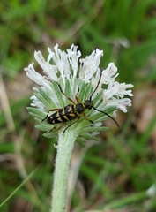 Typocerus