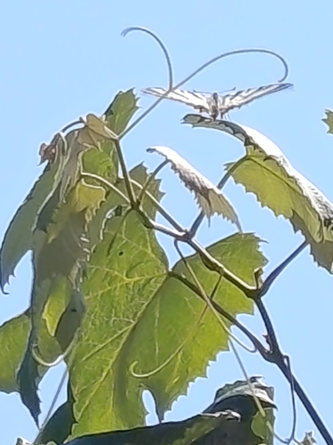 Scarce Swallowtail