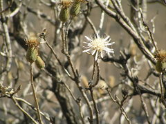 False ragwort (Nouelia)
