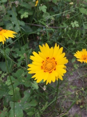 Coreopsis nuecensis