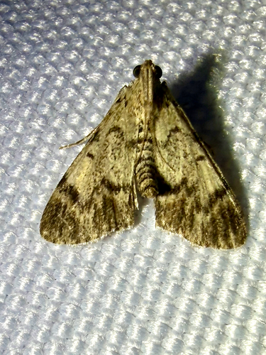 Dimorphic Macalla Moth (Epipaschia superatalis)