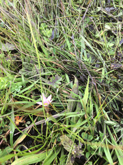 Romulea rosea australis