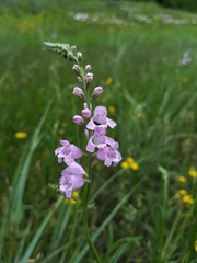Physostegia intermedia