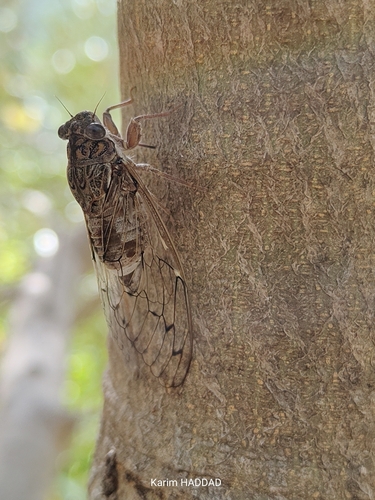 Cicada barbara barbara